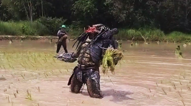 Predator Rice Farmer saving money to return home