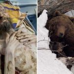 Russian survives being KIDNAPPED by a Bear and held for a month