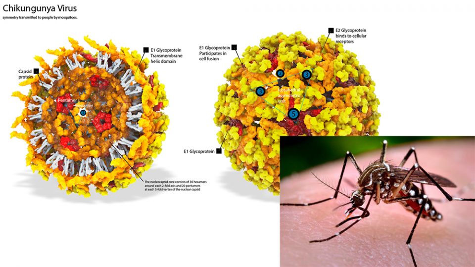 Singapore students down with chikungunya fever in Thailand