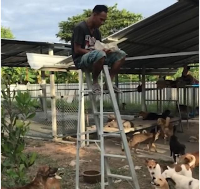 Thai man needs ladder to escape SOI DOGS