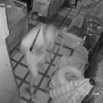 British expat caught beating dog with iron bar in Thailand