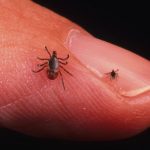 First case of Lyme Disease detected in THAILAND