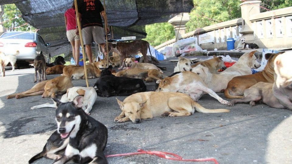 Pattaya allows stray SOI DOGS to remain on the streets