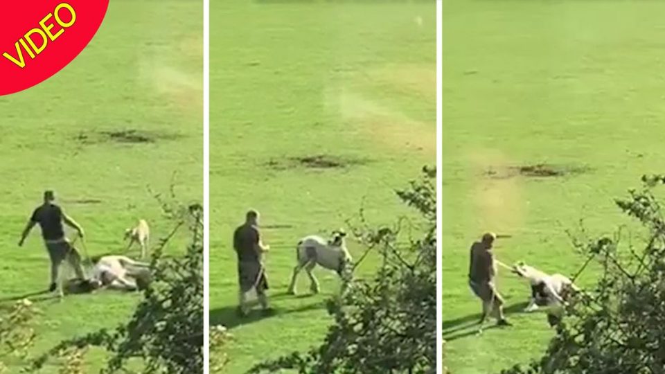 Shocking moment horse is dragged by the neck and kicked
