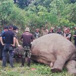 Wild elephant SHOT DEAD for his tusks in Thailand