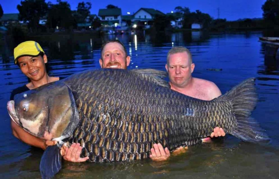 British angler nets WORLD RECORD carp in Thailand