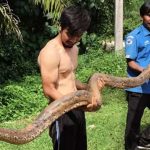 4 meter python eats SEVEN cats