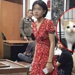 DJ charged with killing 27 cats