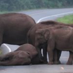 Elephant caught SNOOZING on a busy road inThailand