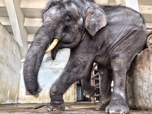 Elephant farm operators say foreign media sabotaging Thai Tourism