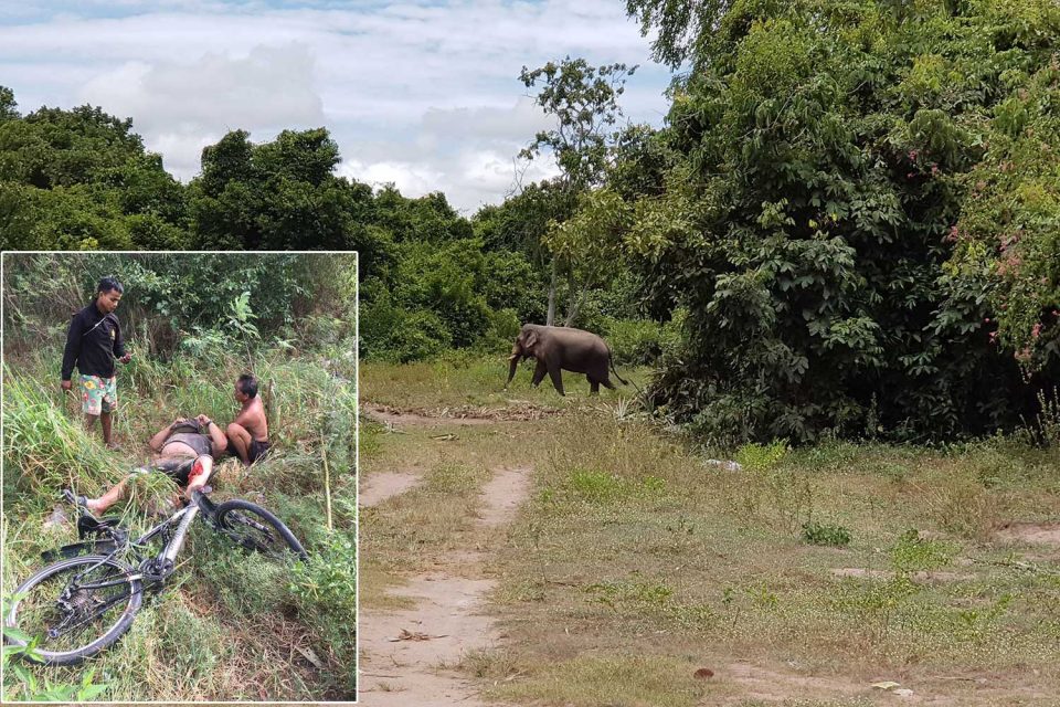 German cyclist seriously hurt in Pattaya elephant attack