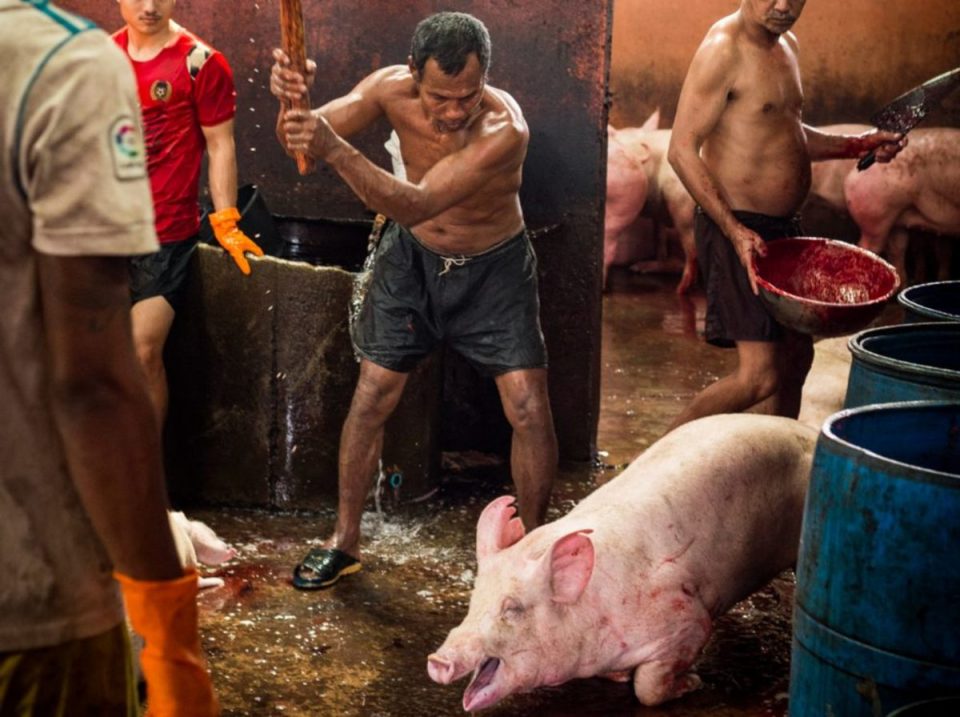 Gruesome Photos Reveal Horror Of Pig Slaughter In Thailand