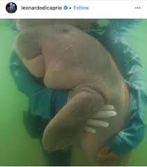 Hollywood star’s post of tragic Thai dugong draws a million likes