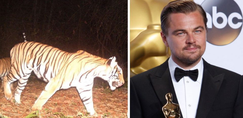 Leonardo DiCaprio thanks Thai authorities for rise in tiger numbers