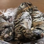 Seven tiger cubs frozen to death in car boot