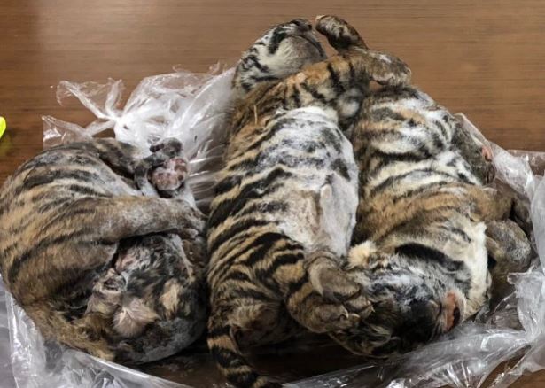 Seven tiger cubs frozen to death in car boot