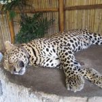 Toddler is attacked by Leopard on Koh Samui
