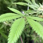 Australia's Capital Has Just Legalised Personal Cannabis Use