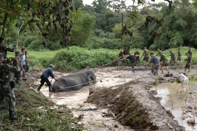 EIGHT HOUR effort to rescue trapped elephant