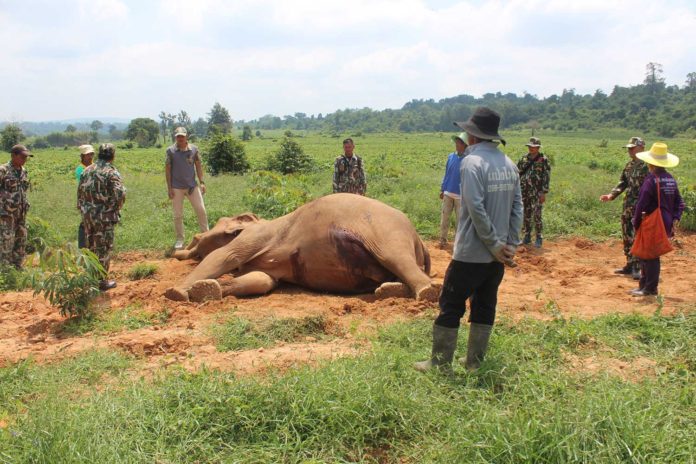 Female elephant GORED TO DEATH by bull male in Thailand