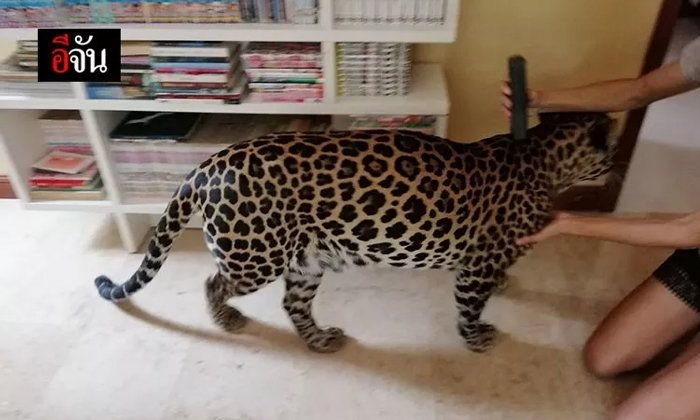 Foreigner keeps dangerous LEOPARD as PET in Pattaya