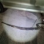 Seven foot Python found dead after getting stuck in car’s wheel in Pattaya