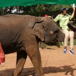 Shameful elephant abuse continues in Thailand