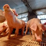 Thailand deny Swine Fever outbreak, despite pig culling