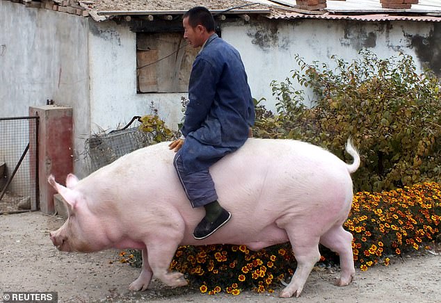 China breed GIANT PIGS to cope with pork shortages