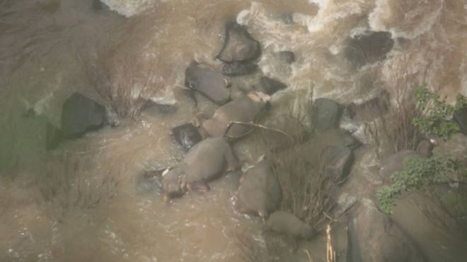 Dead elephants now provide water contamination risk