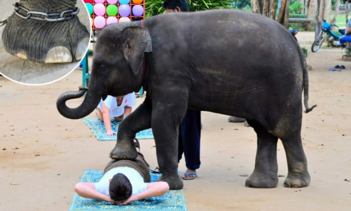 ELEPHANT MASSAGE craze is sweeping Thailand