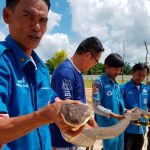 Four-metre king cobra dragged from sewer in Thailand