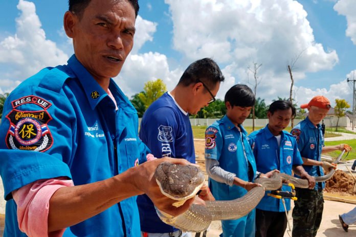 Four-metre king cobra dragged from sewer in Thailand