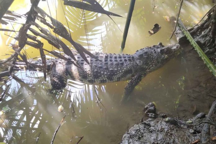 Large dead crocodile