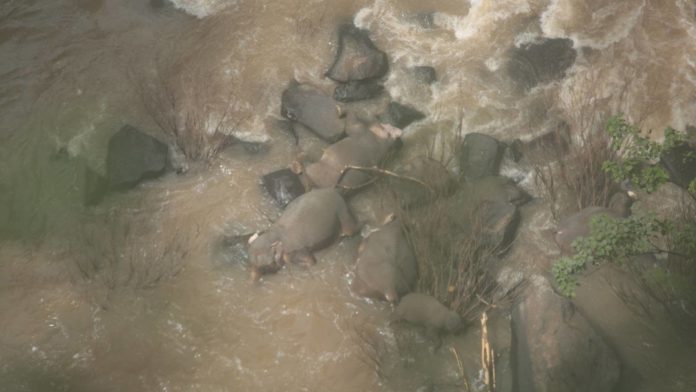 OFFICIALS STRUGGLE TO RETRIEVE SIX ELEPHANTS WHO DIED AT WATERFALL