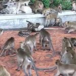 Python strangles monkey to DEATH in Thailand