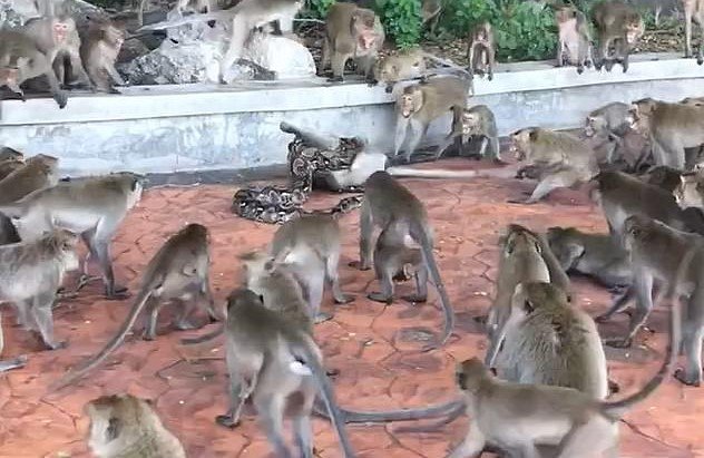 Python strangles monkey to DEATH in Thailand