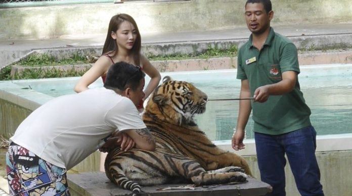 drugged tiger