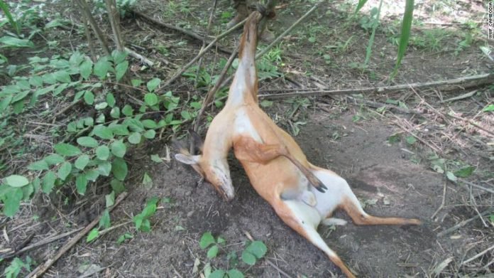 ‘Barbaric’ snares are wiping out Southeast Asia’s wild animals