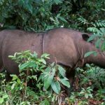 Sumatran Rhino