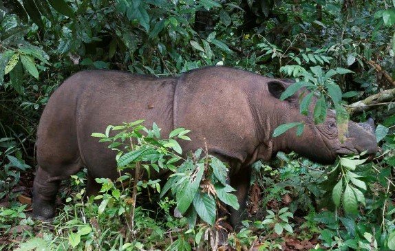 Sumatran Rhino