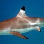Ten Blacktip Reef Sharks found at Phi Phi Island