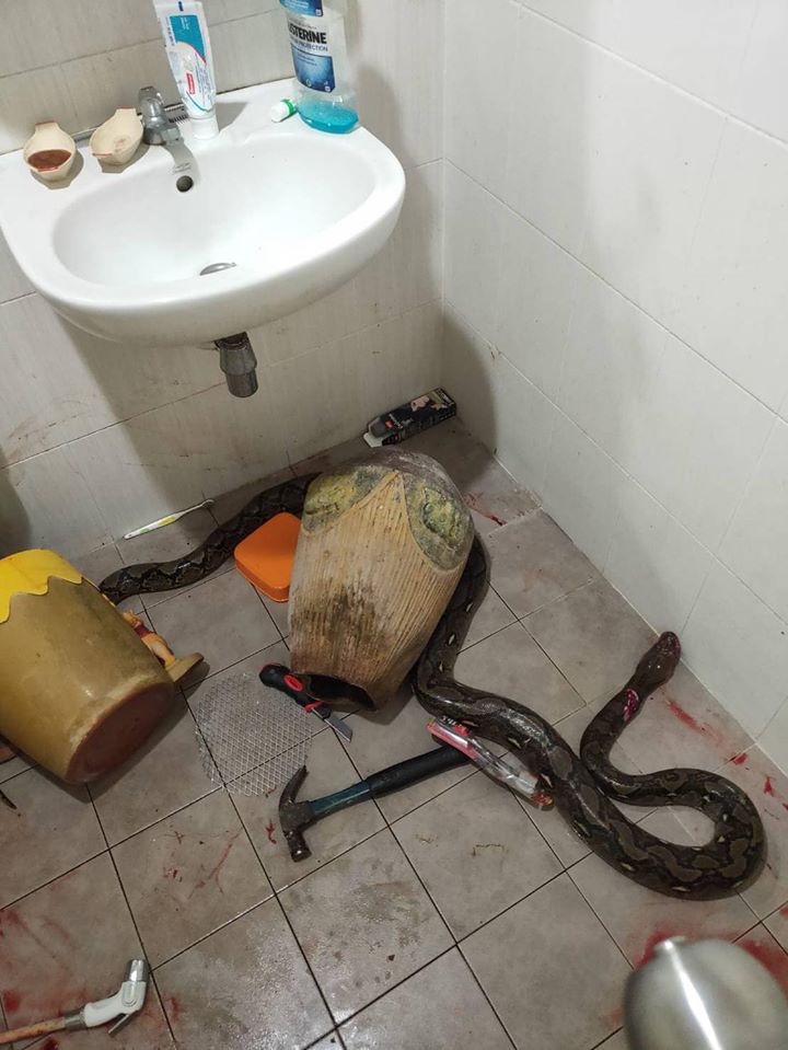 A woman got into a battle with a snake that happened to be in the toilet. It wasn’t an easy fight and each party did not give up until both were bleeding. The incident was shared by the woman’s daughter on Facebook by user Chunya Sittiwichai on 12 January 2020. The daughter described the incident from the moment it started till the end with pictures to prove that this isn’t a plot from a horror film. Facebook: Chunya Sittiwichai Facebook: Chunya Sittiwichai Chunya explained “About snakes in the toilet… We all think that it’s something that won’t happen to us, I thought that was too until now when this happened in my own home. How can a snake this size be in the toilet? Let me tell you what happened to Anna, my mother. She went to use the toilet as usual. Our home is a village, not in the forest or the middle of nowhere. The snake bit my mother as she sat on the toilet. This is when the horror started. My mother grabbed it’s head and tried to pull it off her body. Well, the snake just wouldnt let go. It started to wrap itself around my mother squeezing in tighter and tighter. My mother tried to grab the head but it just wouldnt let go and her wound started to get larger. It was if she was stabbed. She screamed to my brother, well he was scared of the snake and handed my mom a cutter. Facebook: Chunya Sittiwichai Facebook: Chunya Sittiwichai My mom used the cutter on the snake but the skin was so rough that she accidentally cut her self about 3 centimeters deep. My mom almost lost it while the snake continued squeezing. This is when my mother thought of my grandmother for help. I don’t know how but my mother finally got the snake to stop biting her. She pushed the head on the floor and screamed for my brother to get a hammer. After some hitting the snake finally stopped squeezing. My brother pulled her out of the toilet and locked the snake inside. The rescue team came to retrieve the snake and my father took my mom to the hospital, she received stitches from the snake bite and the cutter wound. My mom is so brave, I would have fainted in the toilet. I learned to always look at the toilet before using it even if it seems impossible for a snake to be inside.