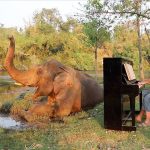 man serenades elephants