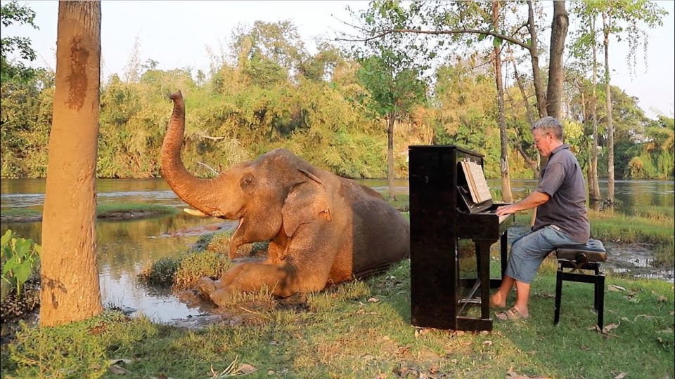 man serenades elephants