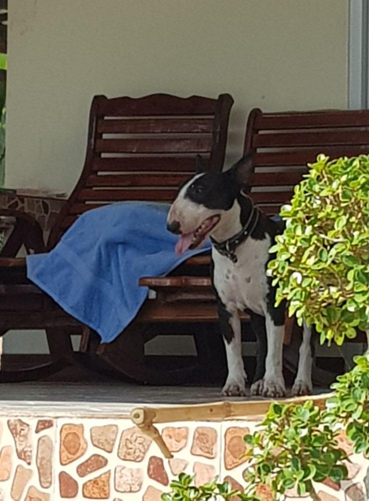 english bull terriers