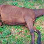 African horse disease