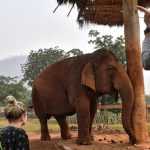 tourist elephants