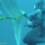 Video captures Thai divers effort to free distressed whale shark