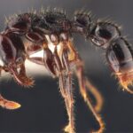 ant species